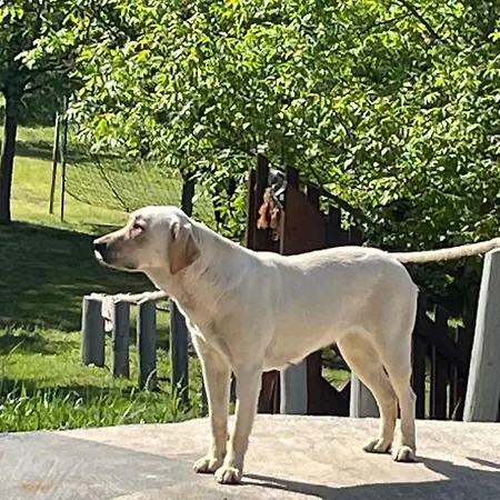 Diofaliget アパート Pogány